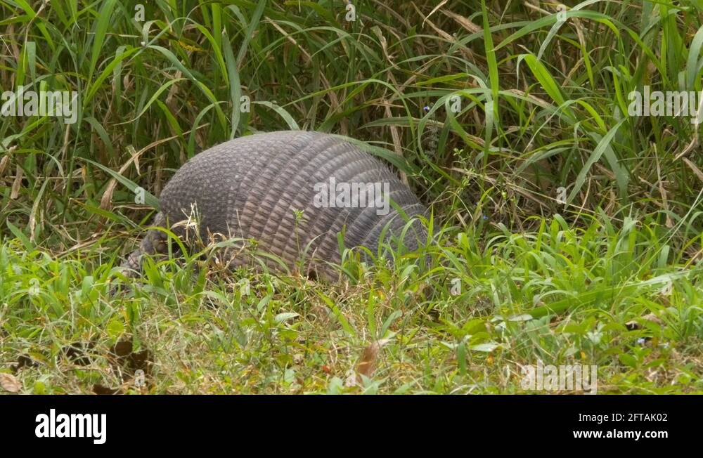 Armadillo Forages Before Disappearing into Grass, 4K Stock Video ... Biology Diagrams