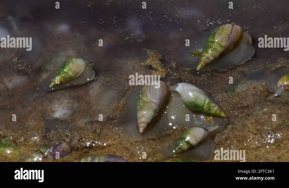 Jellyfish box Stock Videos & Footage HD and 4K Video Clips Alamy