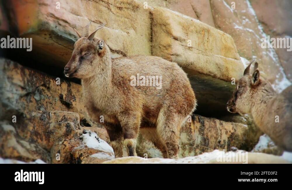 Horned ruminants Stock Videos & Footage HD and 4K Video Clips Alamy