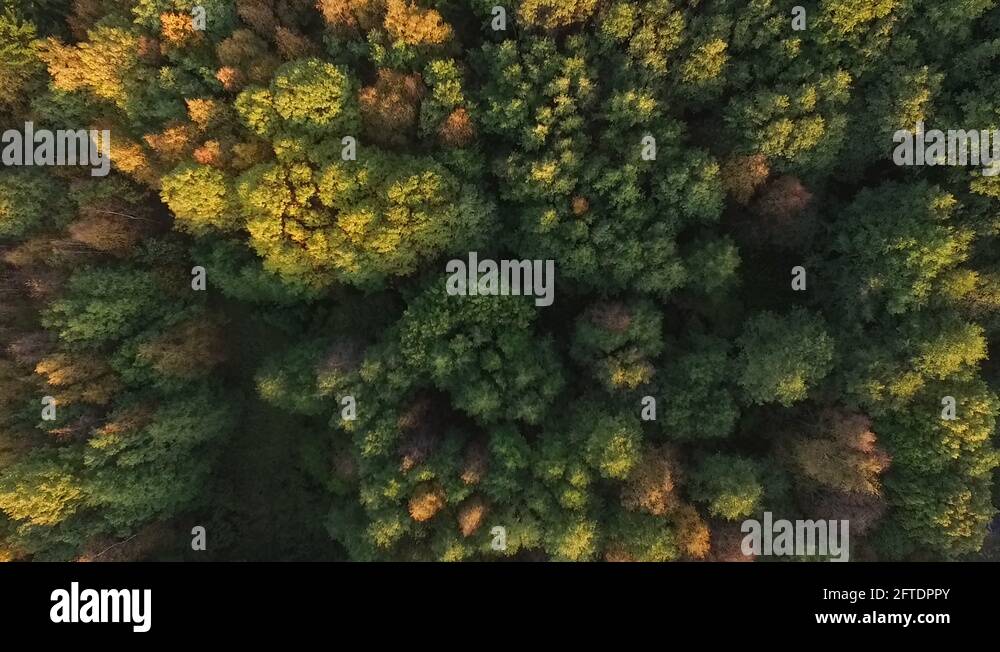 Walkthroughthewoods Stock Videos & Footage - HD and 4K Video Clips - Alamy