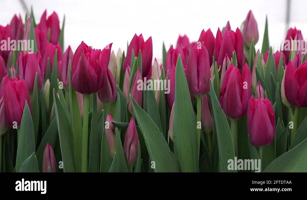 Pink Ardour Тюльпан Фото