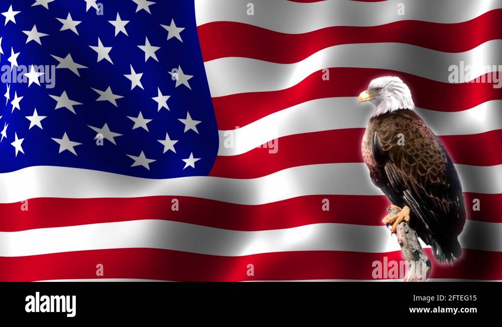 Bald Eagle in front of Waving USA Flag Seamless Loop Motion Background ...