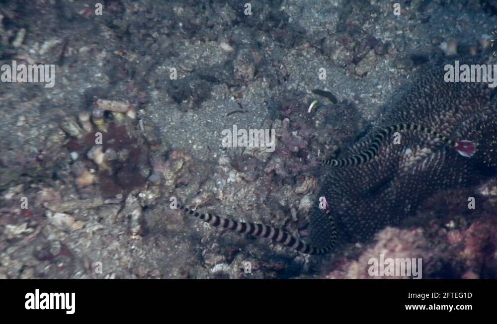 Ocean pipefish Stock Videos & Footage - HD and 4K Video Clips - Alamy