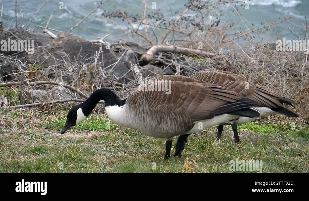 New york goose Stock Videos & Footage HD and 4K Video Clips Alamy
