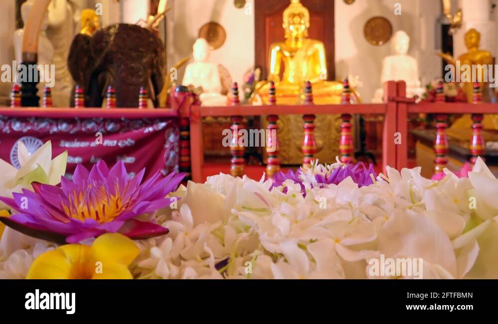 Lotus flowers kandy offering Stock Videos & Footage HD and 4K Video