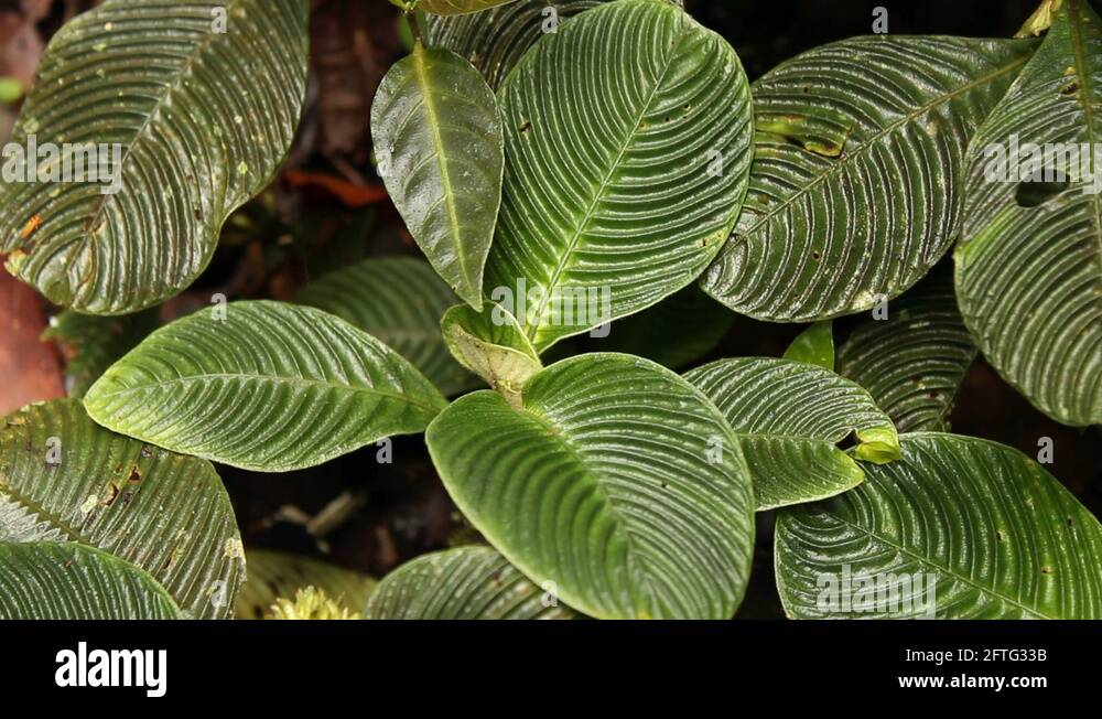 Rainforest floor plants Stock Videos & Footage HD and 4K Video Clips Alamy