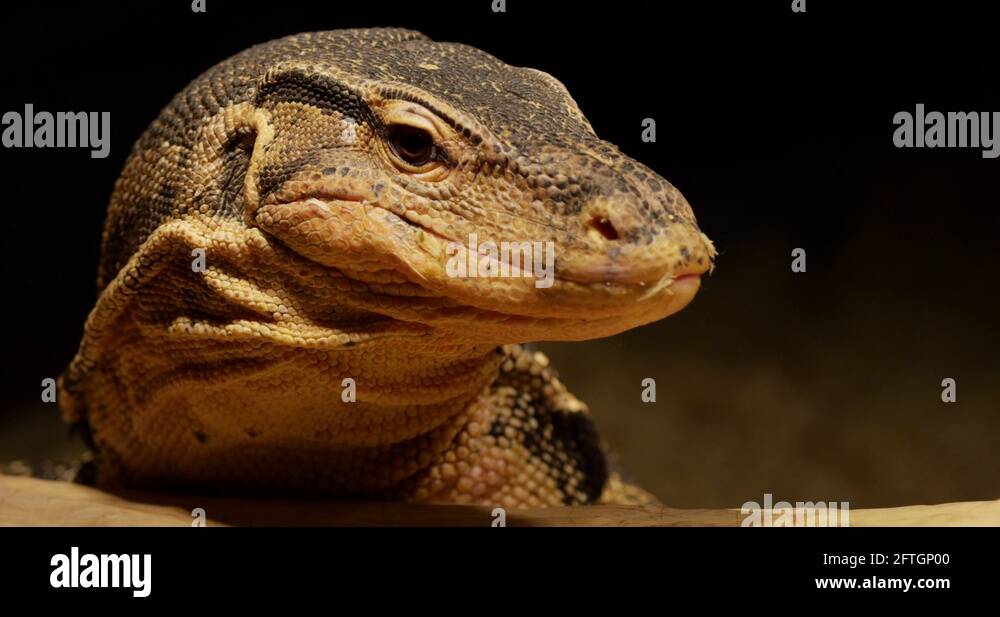 Monitor lizard tongue Stock Videos & Footage HD and 4K Video Clips