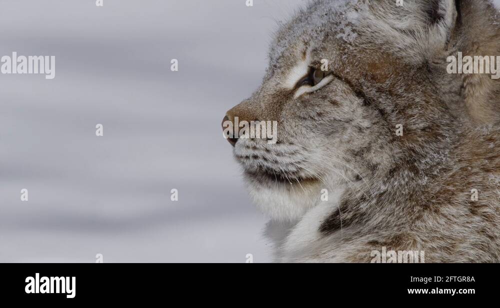 Sharp lynx Stock Videos & Footage - HD and 4K Video Clips - Alamy