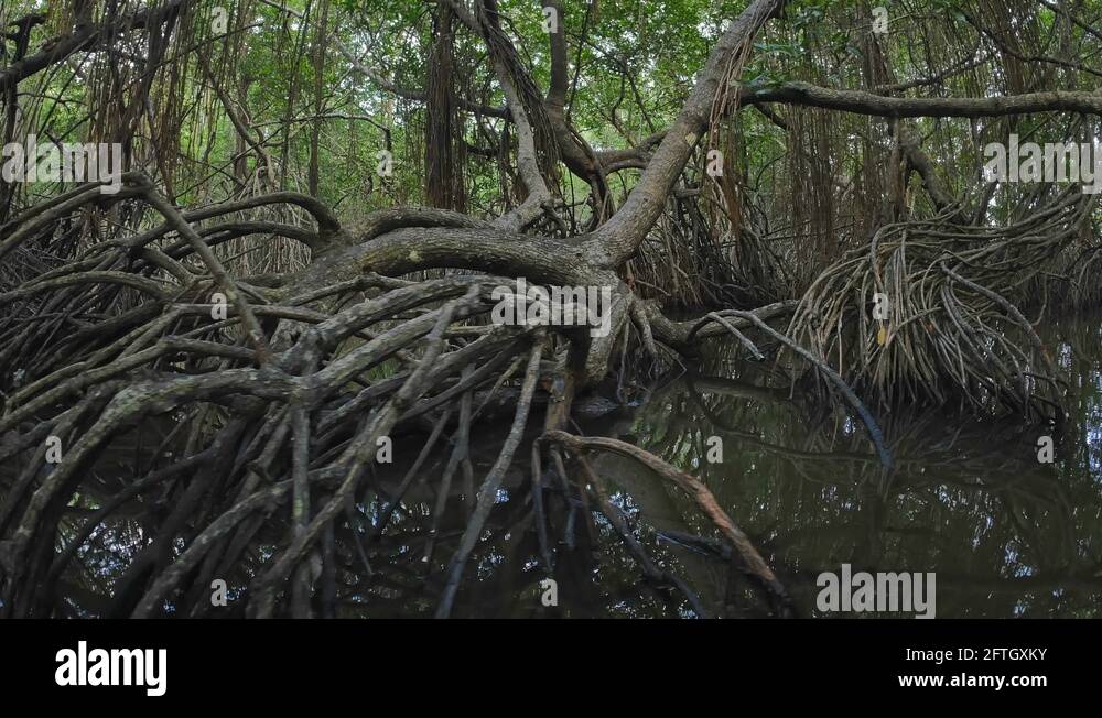 Swamp root Stock Videos & Footage HD and 4K Video Clips Alamy