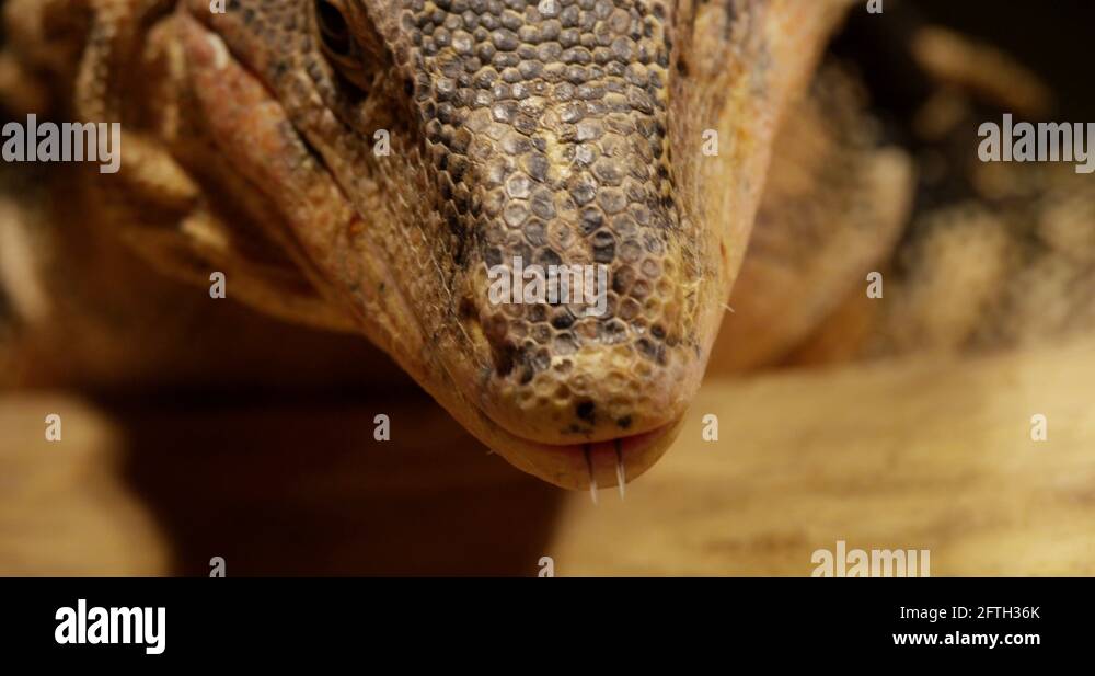 water monitor lizard eats a frozen mouse 120fps slow motion 4k Stock