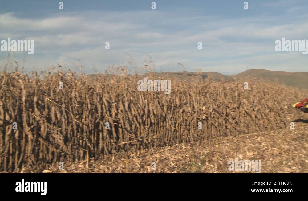 Corn bin Stock Videos & Footage HD and 4K Video Clips Alamy