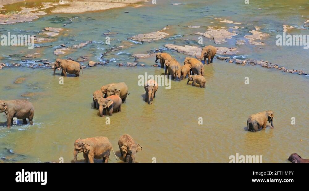 Asian elephants herd Stock Videos & Footage - HD and 4K Video Clips - Alamy
