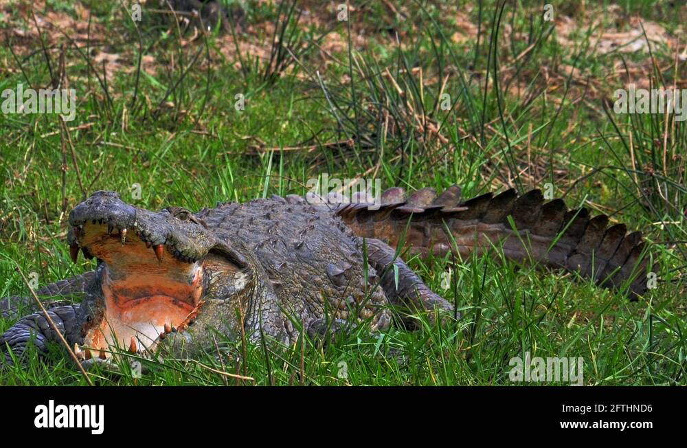 Crocodile mouth wide open Stock Videos & Footage HD and 4K Video