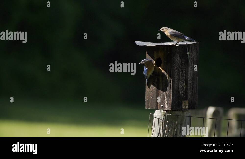 Eastern bluebirds Stock Videos & Footage HD and 4K Video Clips Alamy