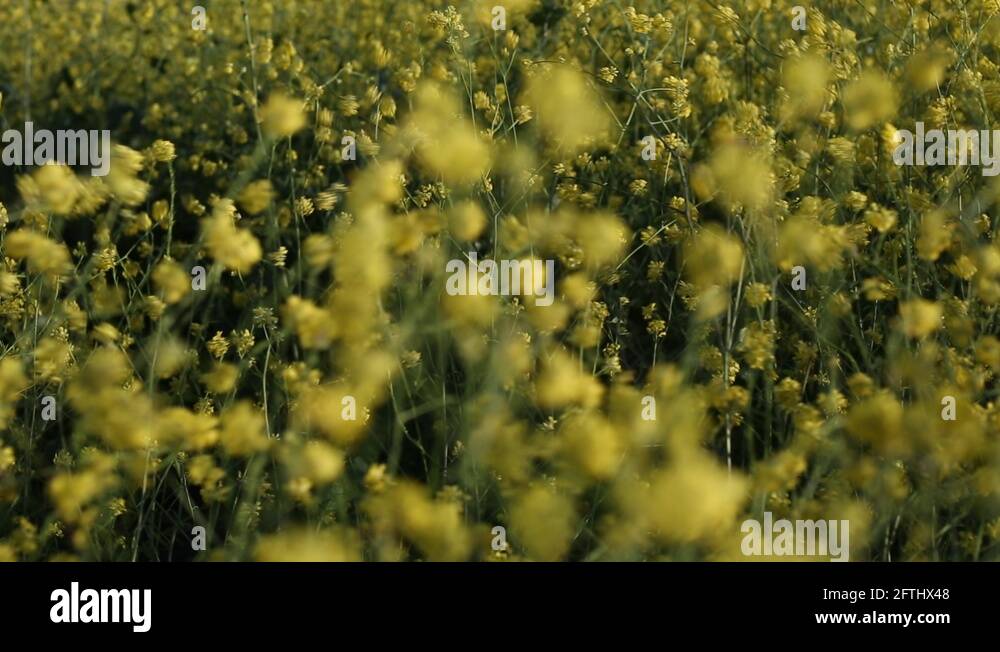 Mustard wildflowers Stock Videos & Footage HD and 4K Video Clips Alamy