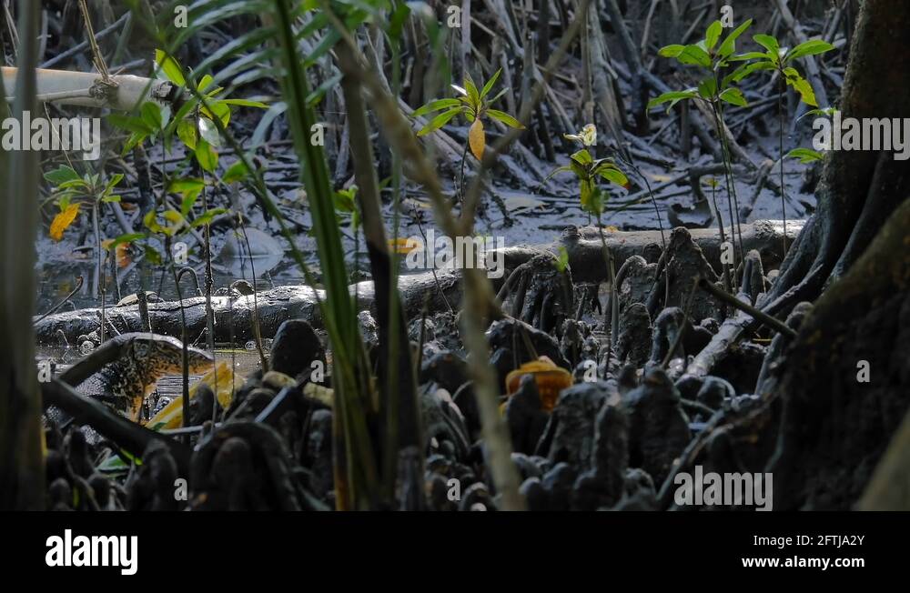 Threatened species of monitor lizard Stock Videos & Footage HD and 4K
