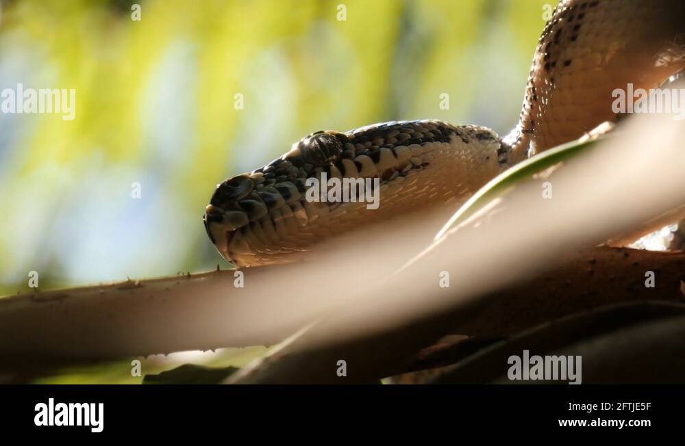 Python serpent Stock Videos & Footage - HD and 4K Video Clips - Alamy