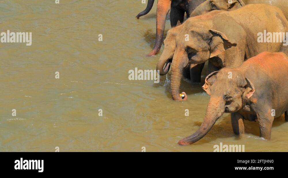 Elephants use trunk to drink water in waterhole together in wilderness