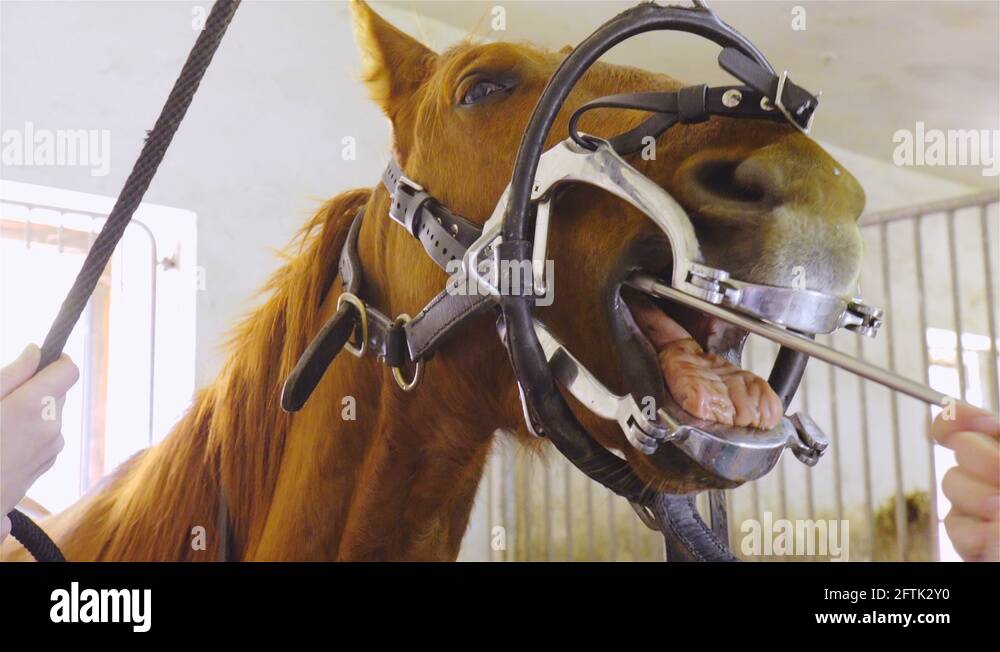 Horse teeth up Stock Videos & Footage HD and 4K Video Clips Alamy