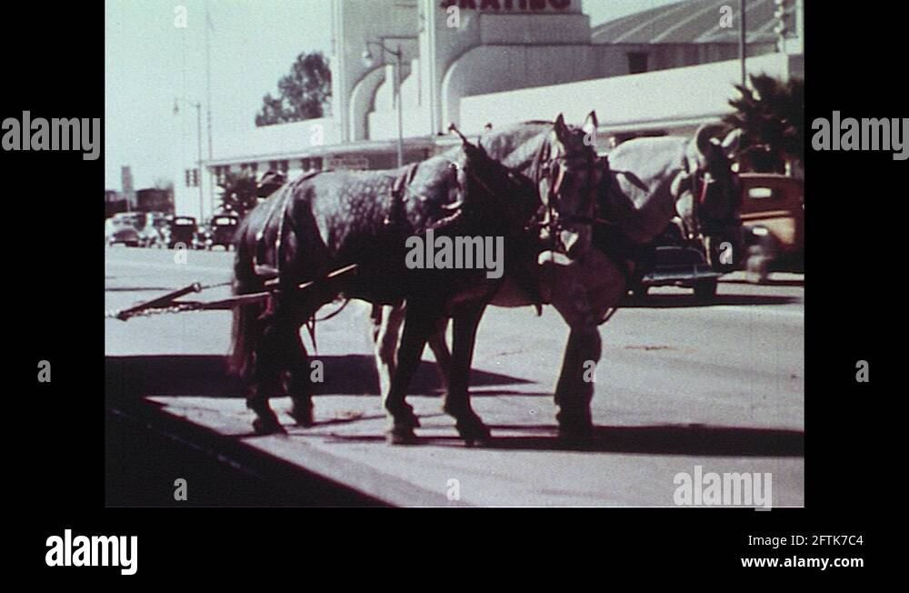 Two heavy horses Stock Videos & Footage HD and 4K Video Clips Alamy