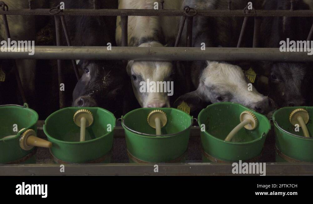 From cows milk Stock Videos & Footage HD and 4K Video Clips Alamy