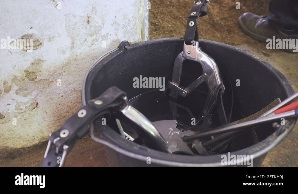 Horse mouth gag inside bucket disinfecting with water close up 4K Stock