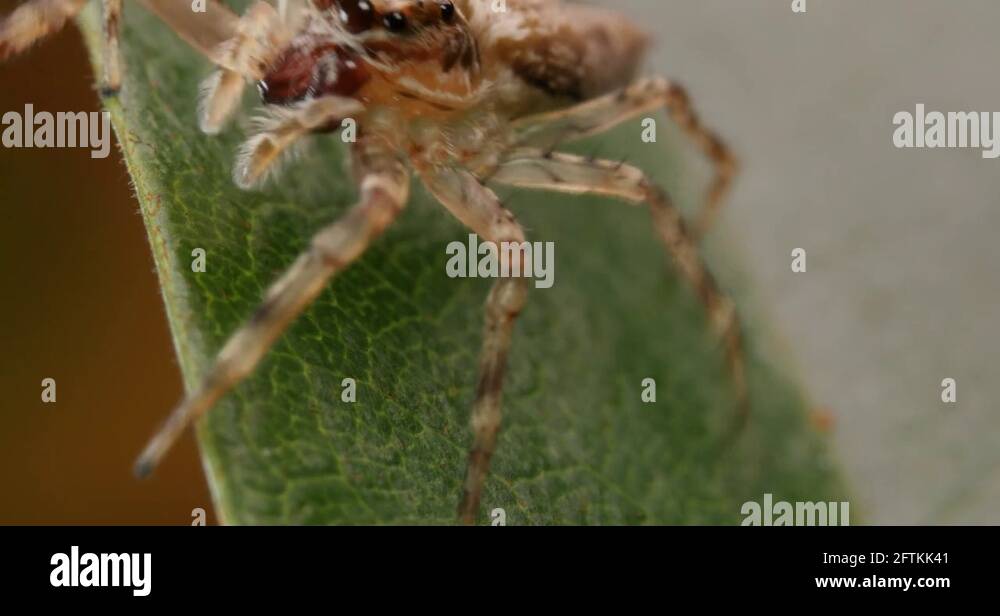 Aussie bronze jumping spider Stock Videos & Footage HD and 4K Video