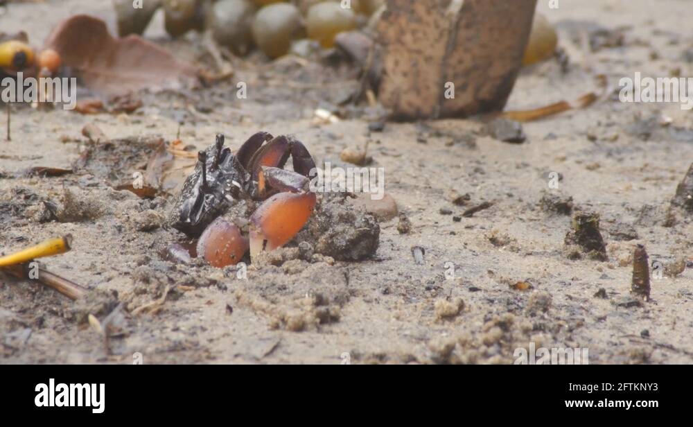 Coastal marine ecosystem Stock Videos & Footage HD and 4K Video Clips