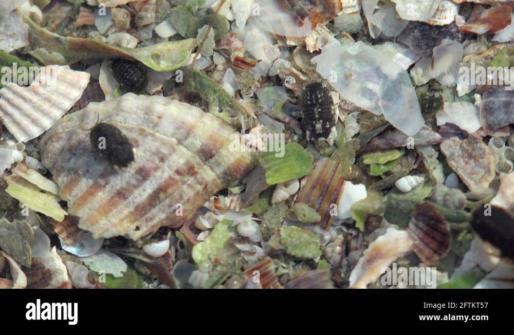 Animalia suborder Stock Videos & Footage HD and 4K Video Clips Alamy