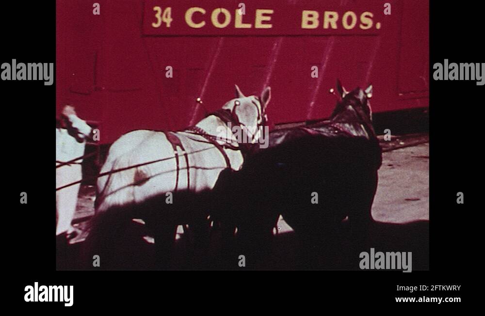 Work horses pull train cars and unload circus equipment Stock Video