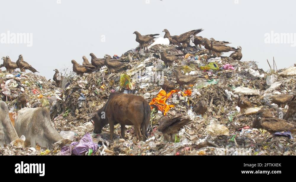 Black kites Stock Videos & Footage HD and 4K Video Clips Alamy