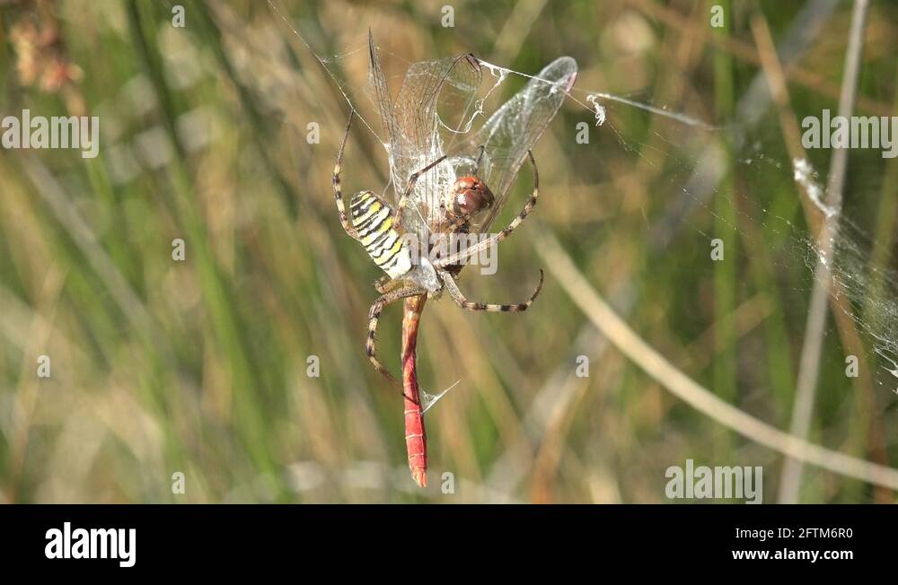 Insect Spider Argiope bruennichi wasp spider caught dragonfly in web on ...