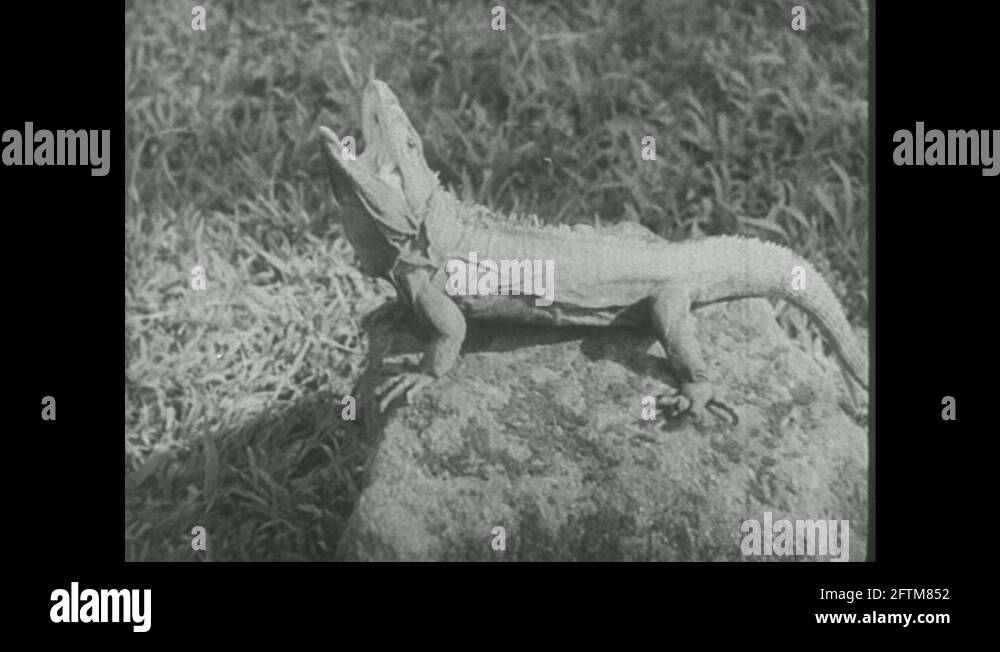 Long jump lizard Stock Videos & Footage HD and 4K Video Clips Alamy