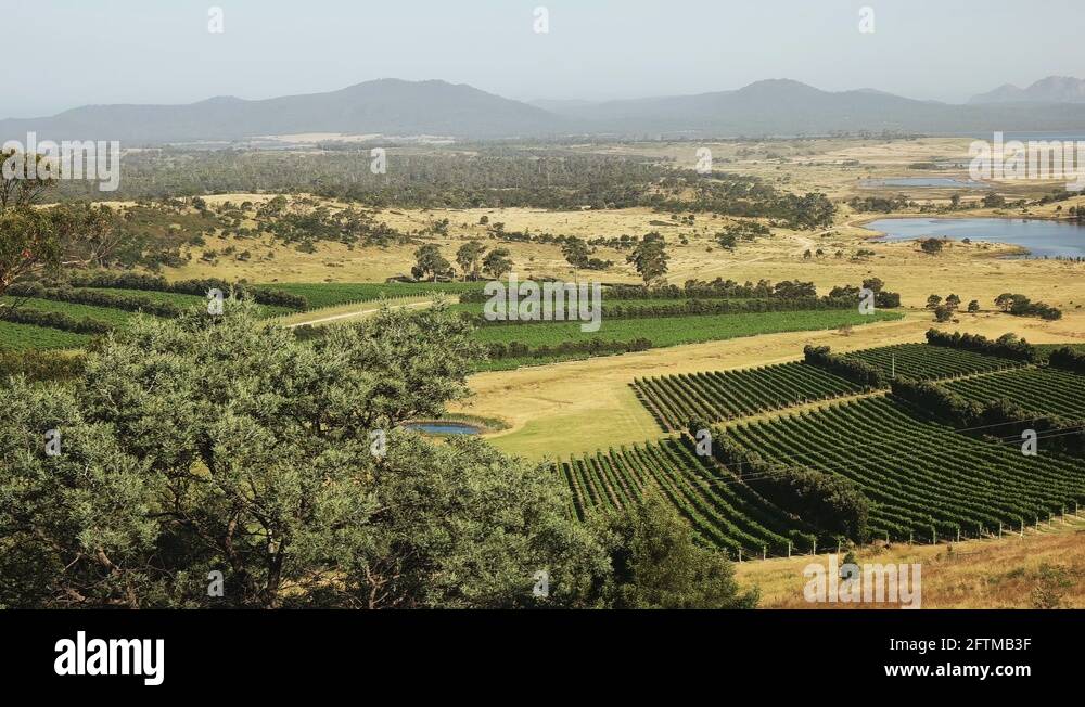 Oyster bay vineyard Stock Videos & Footage HD and 4K Video Clips Alamy
