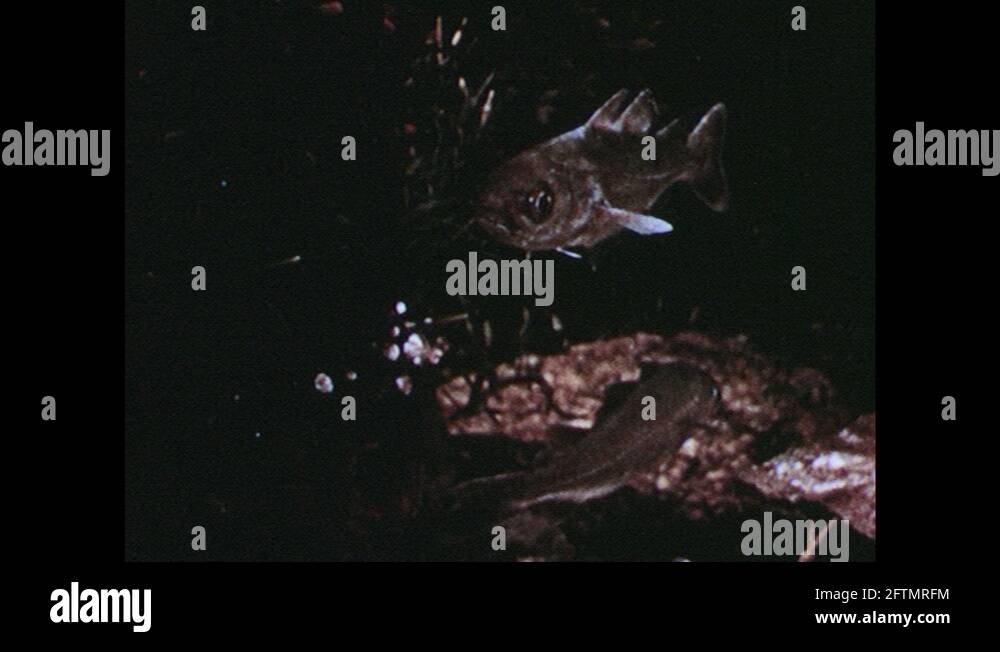 Squid eating fish Stock Videos & Footage - HD and 4K Video Clips - Alamy
