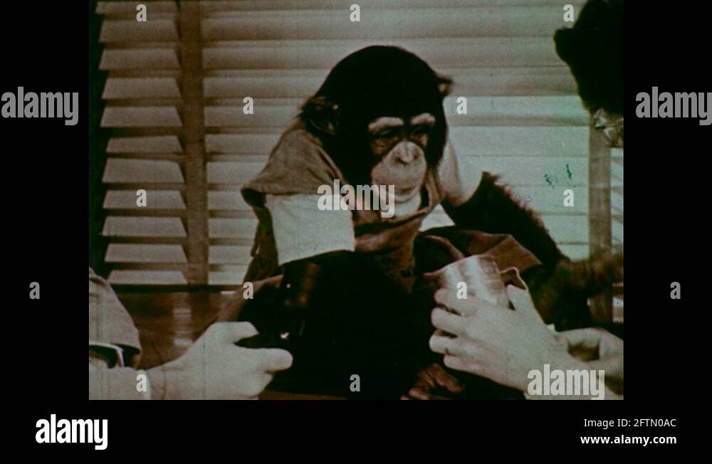 1960s Chimpanzee Blowing Bubbles Stock Video Footage Alamy