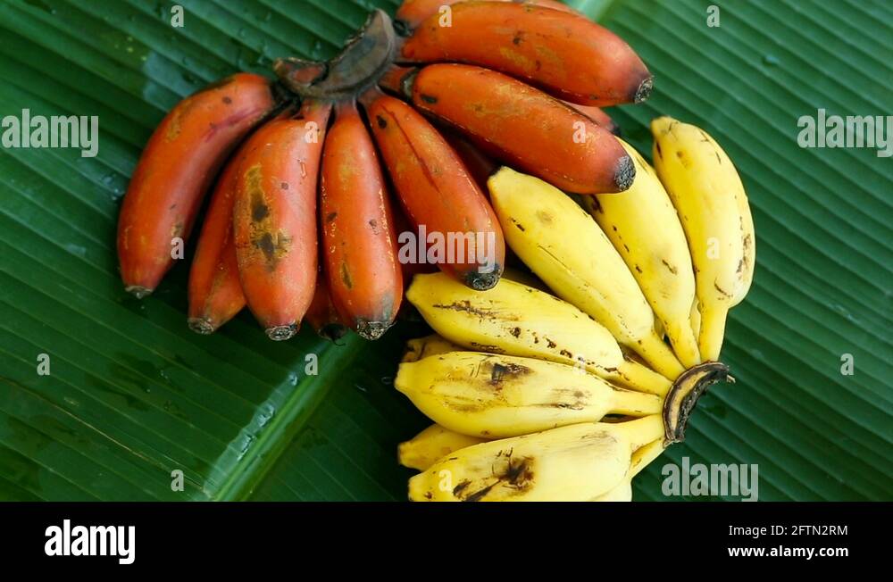 Red bananas and Yellow bananas Rare species of bananas. Bunch of red