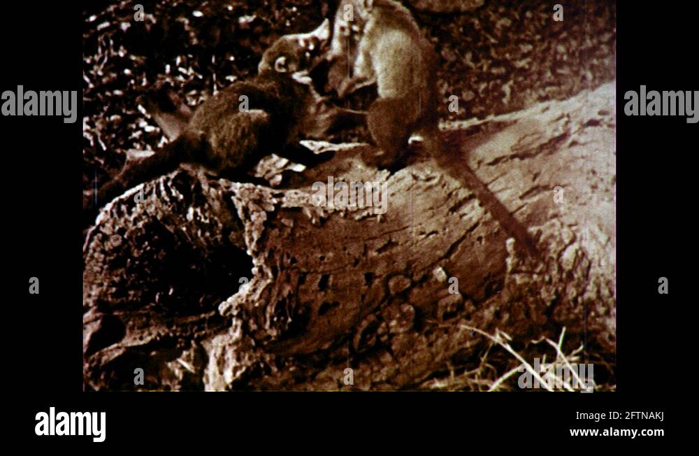 1950s Possums fighting/ Possum hides in hole Stock Video Footage Alamy