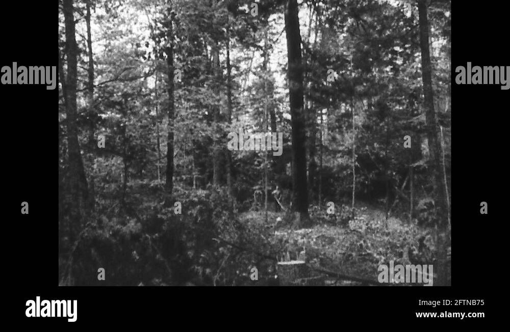 Tree falling in river Stock Videos & Footage HD and 4K Video Clips