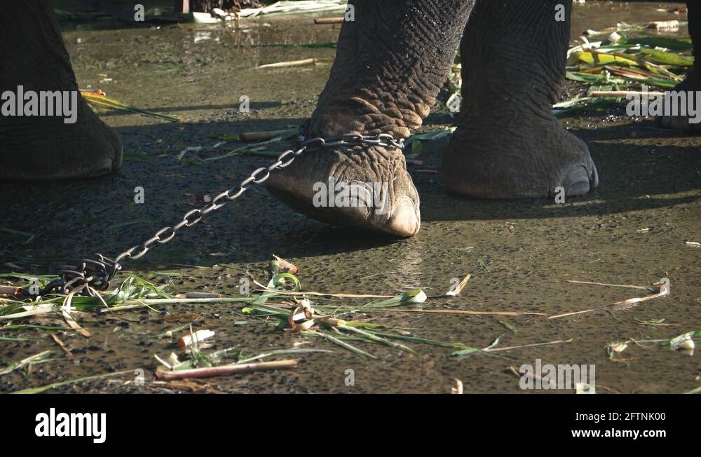 Elephant in chain Stock Videos & Footage HD and 4K Video Clips Alamy