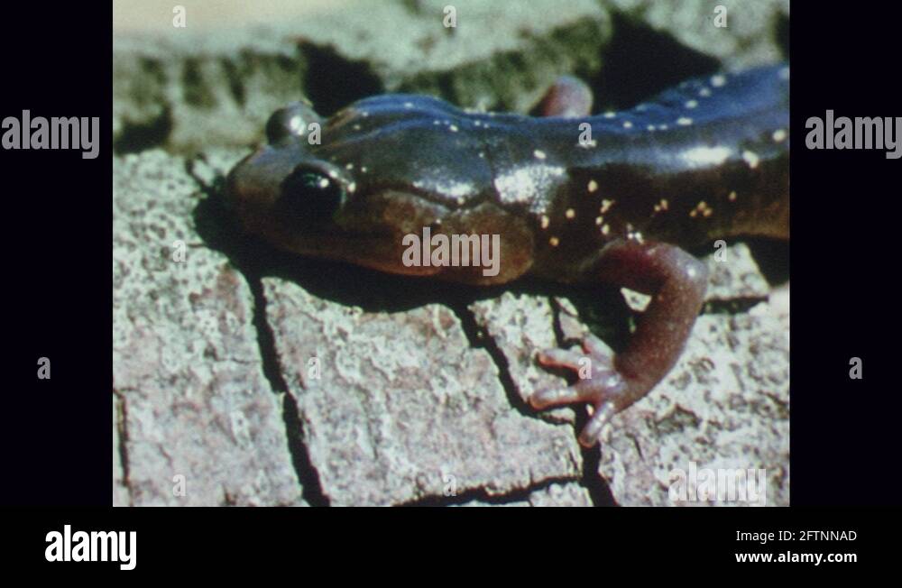 Live salamanders Stock Videos & Footage - HD and 4K Video Clips - Alamy