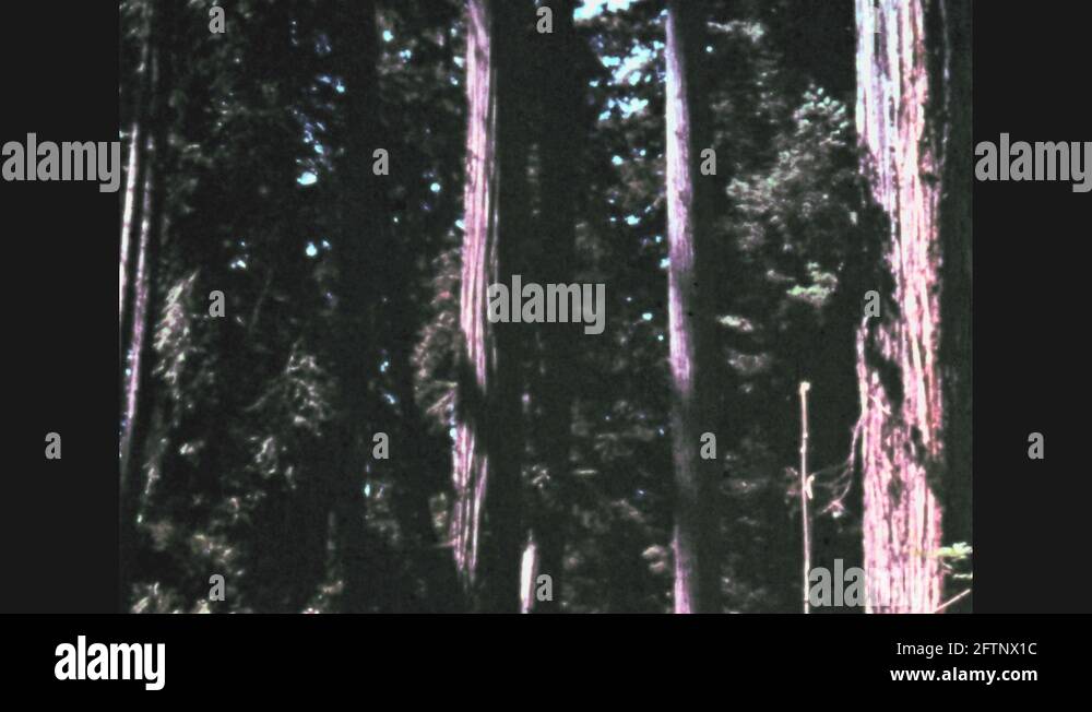 Cut redwood lumber Stock Videos & Footage HD and 4K Video Clips Alamy