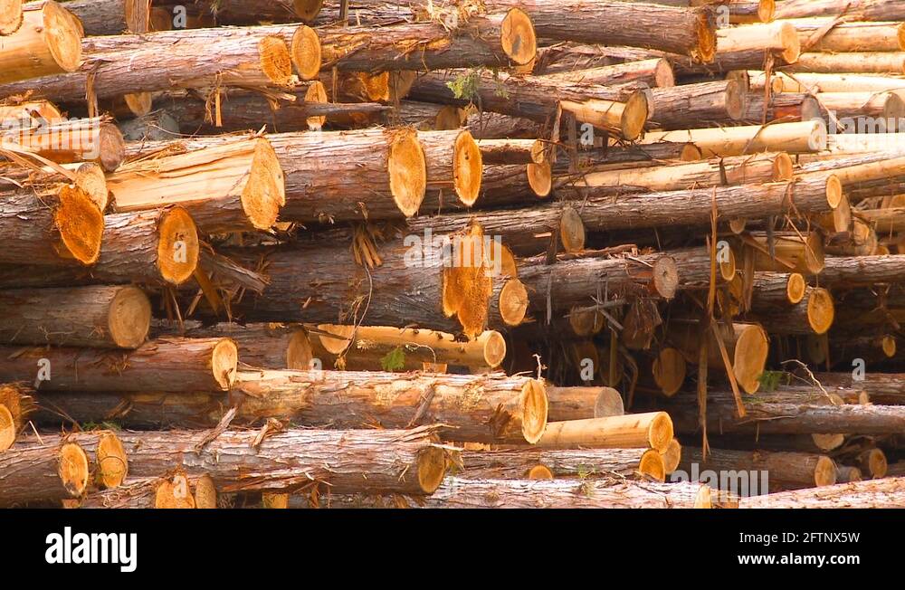 Lumber resource Stock Videos & Footage HD and 4K Video Clips Alamy
