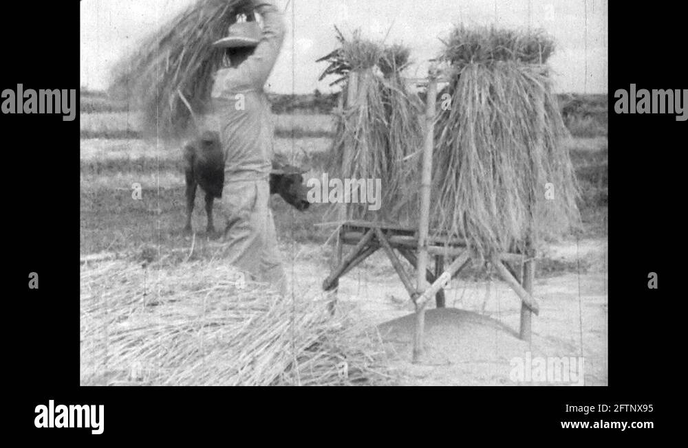 Thresh the corn Stock Videos & Footage - HD and 4K Video Clips - Alamy