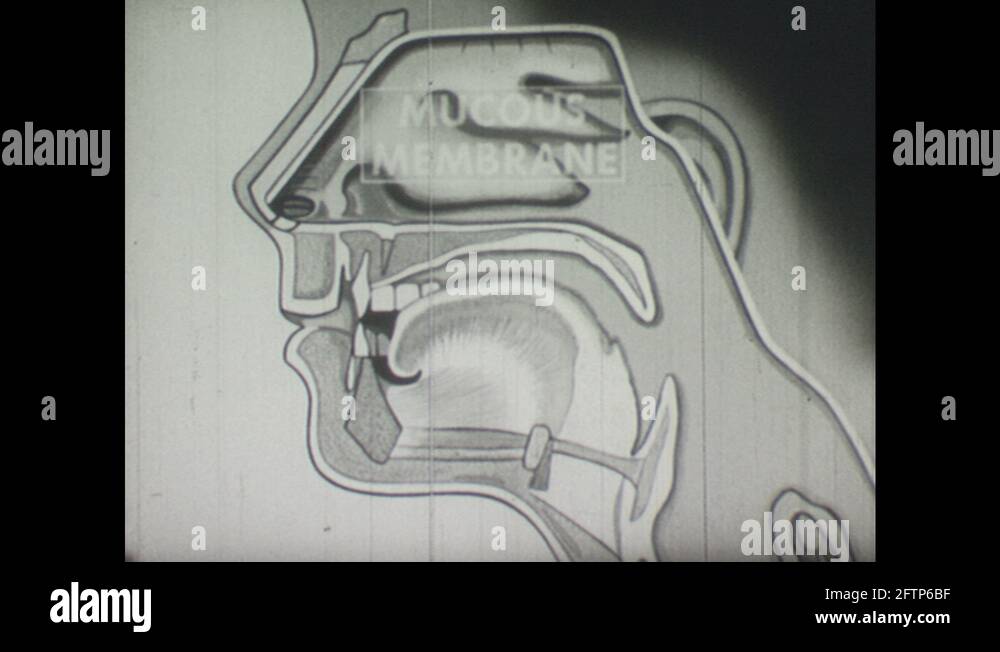 Mucous membrane Stock Videos & Footage - HD and 4K Video Clips - Alamy