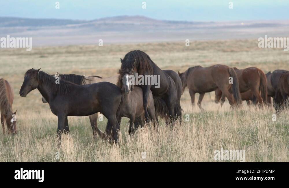 Mare and stallion mating Stock Videos & Footage - HD and 4K Video Clips