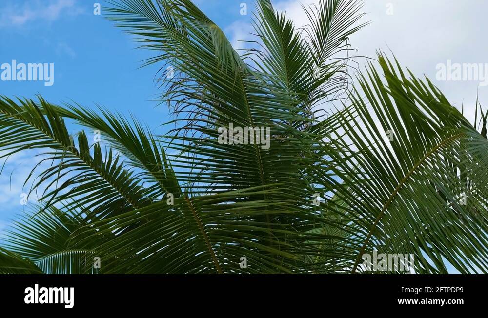 Palm tree trees branch Stock Videos & Footage HD and 4K Video Clips