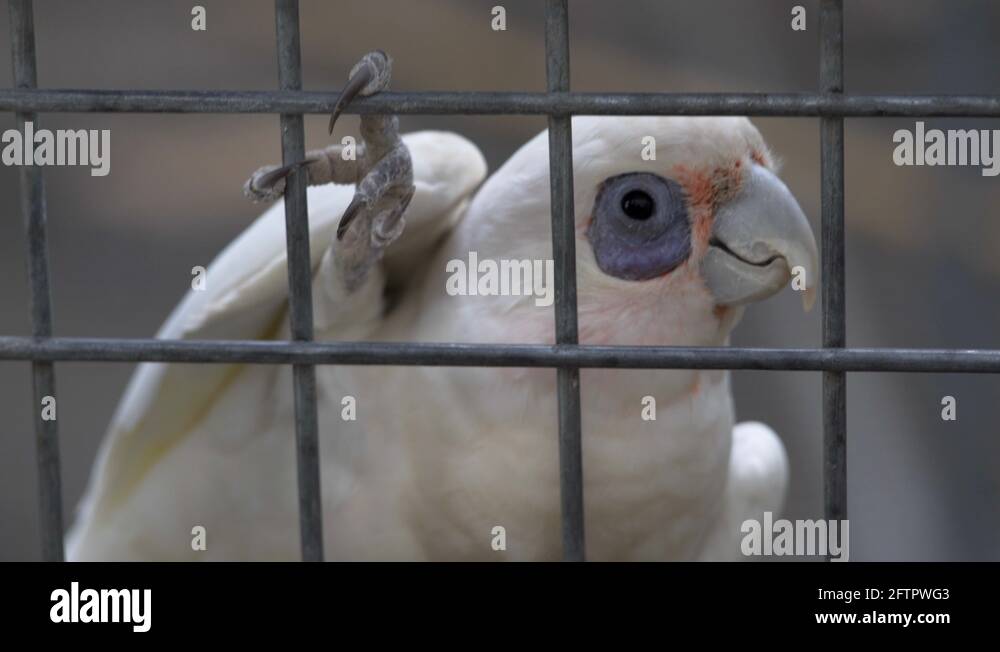 Bird cruelty Stock Videos & Footage HD and 4K Video Clips Alamy