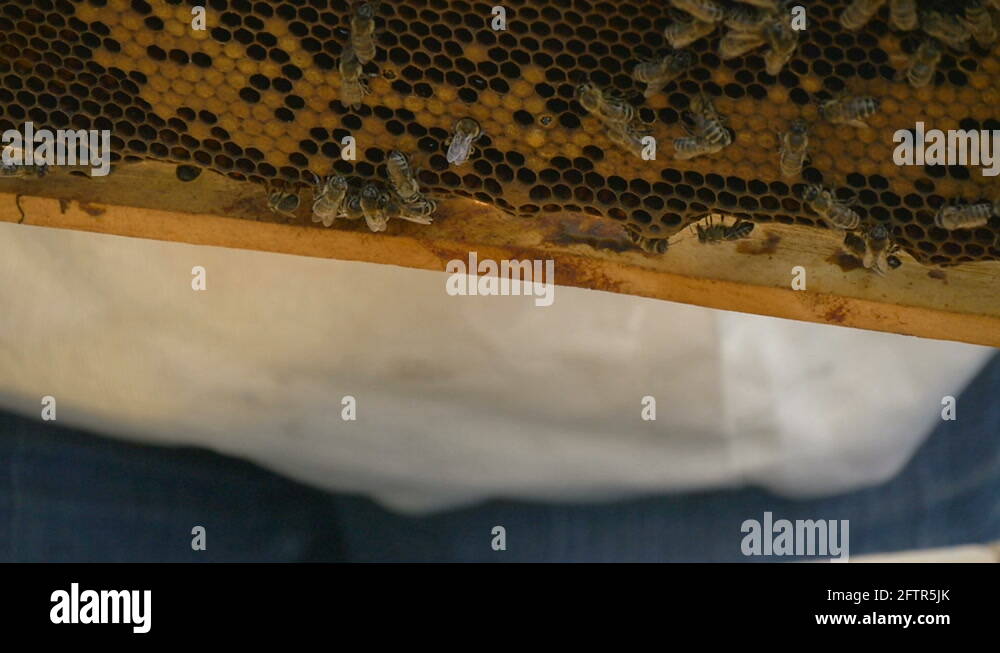 Bees convert nectar into honey Stock Video Footage Alamy