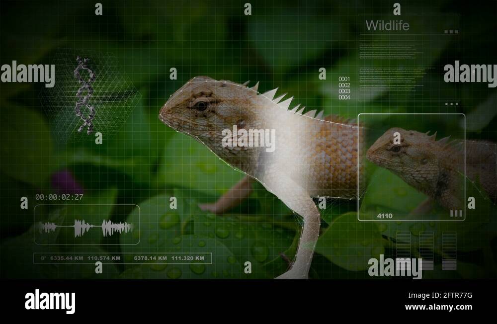 Computer lizard Stock Videos & Footage - HD and 4K Video Clips - Alamy